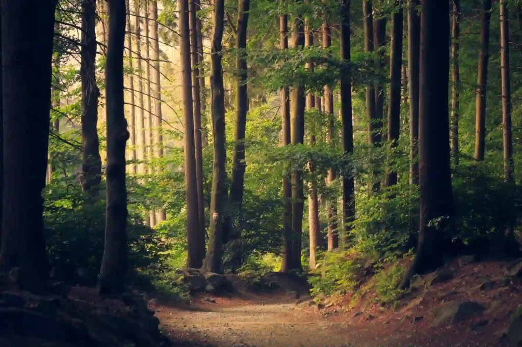 Wald_Klimaschutz Wald_Klimaschutz