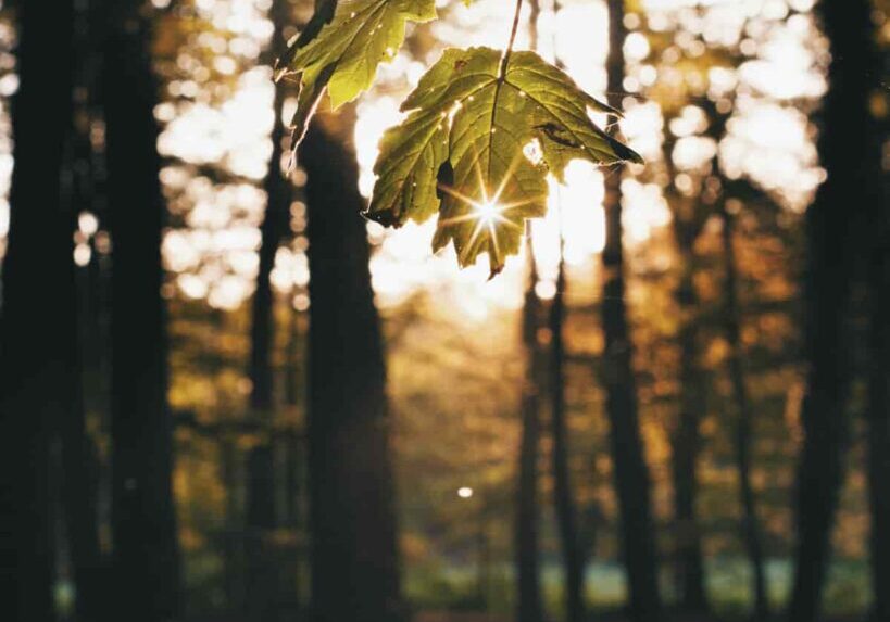 Energeisparen_Klimaschutz_Wald_Sonne
